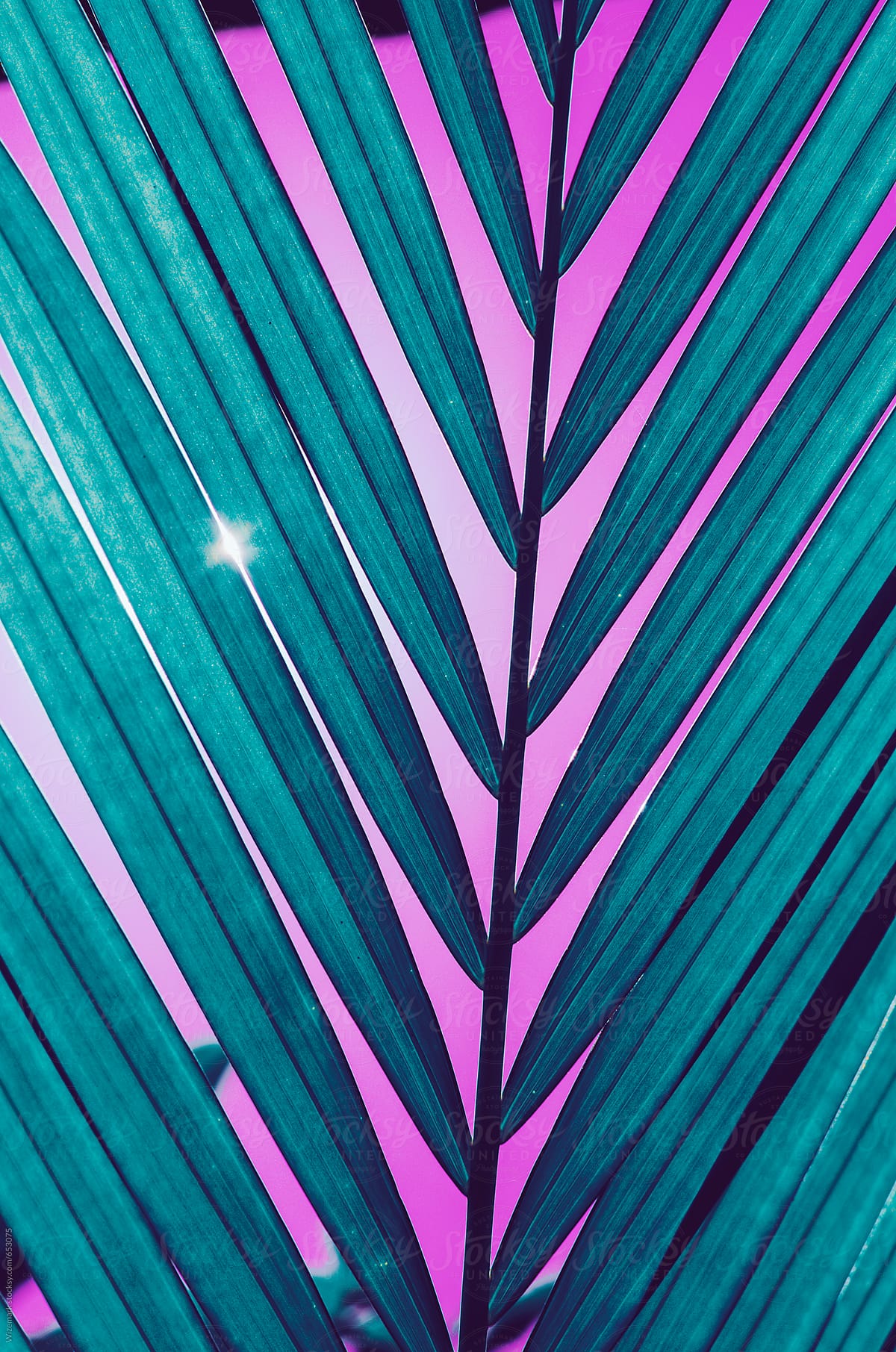 Vibrant Colorful Palm Leaf Patternbackground By Stocksy Contributor Wizemark Stocksy 8145