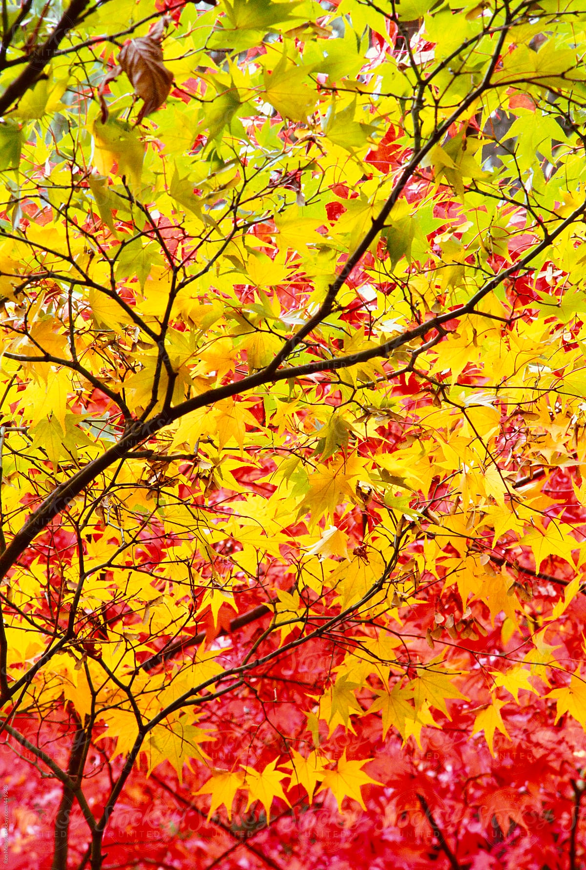 telephoto of Japanese maple (Acer palmatum) leaves in autumn color foliage red yellow
