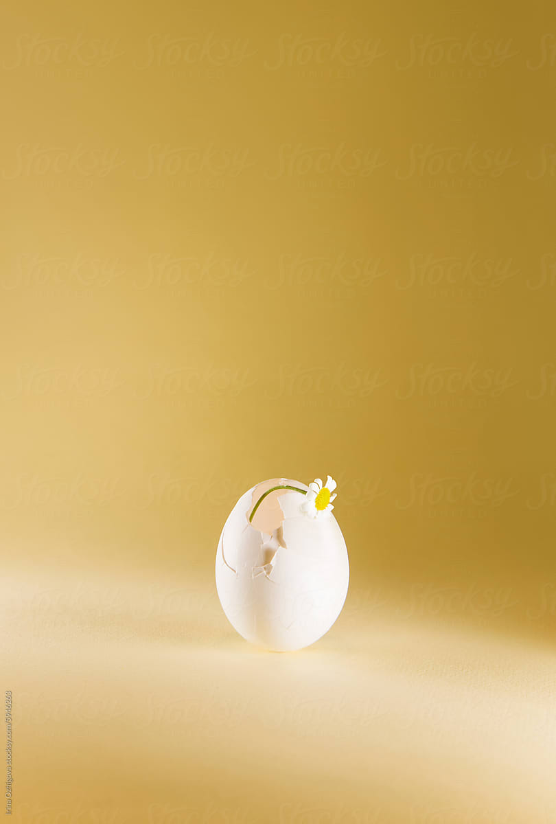 White Egg With Daisy Flower