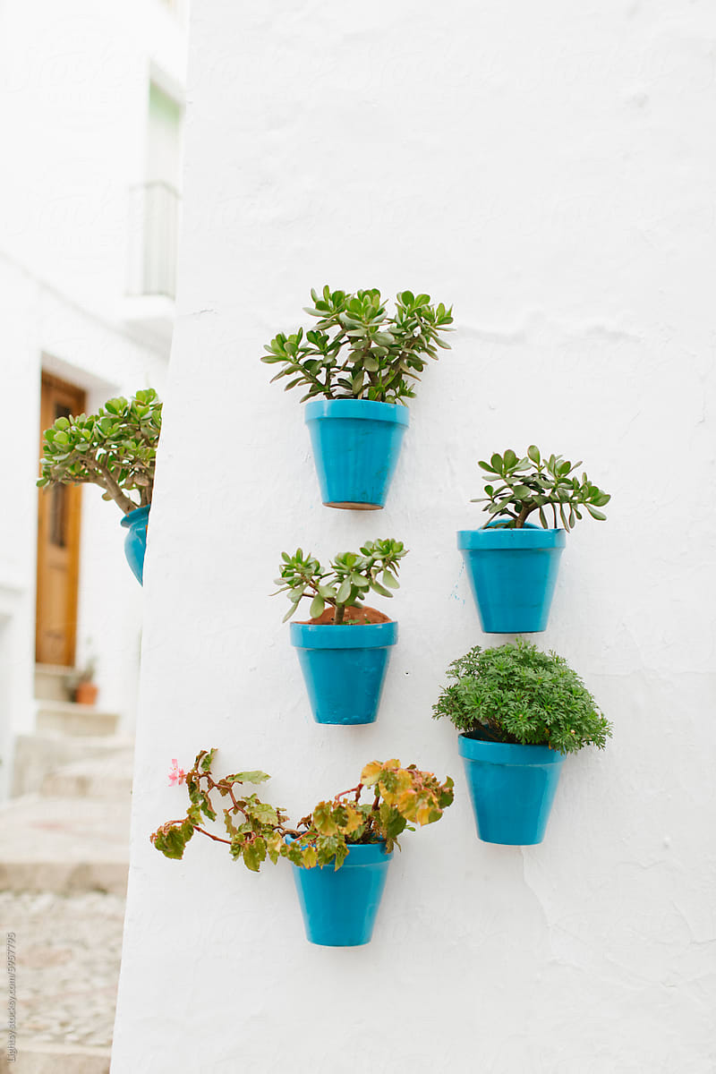 Blue Potted Wall Plants
