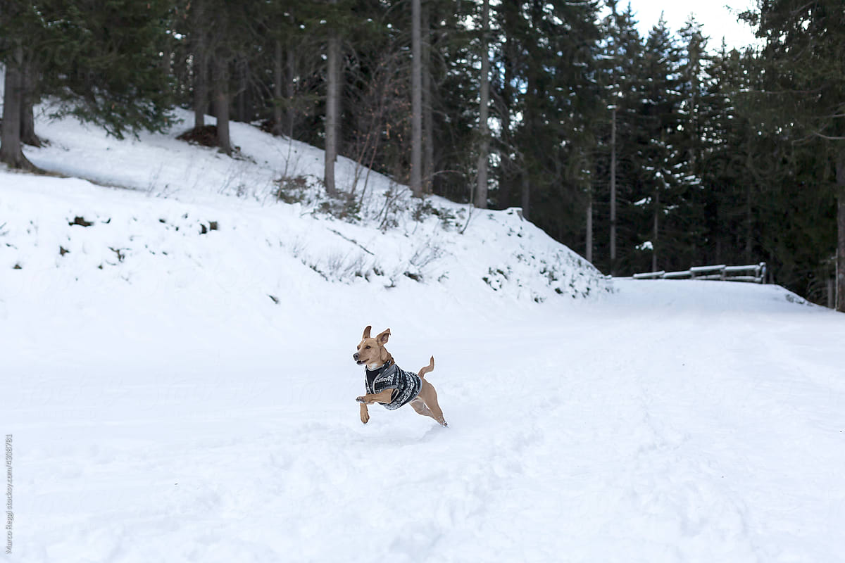 dog jump and runs on the snow