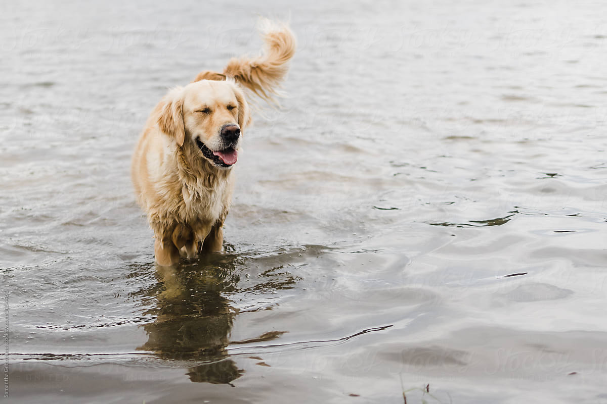 Golden retriever dog standing in a lake