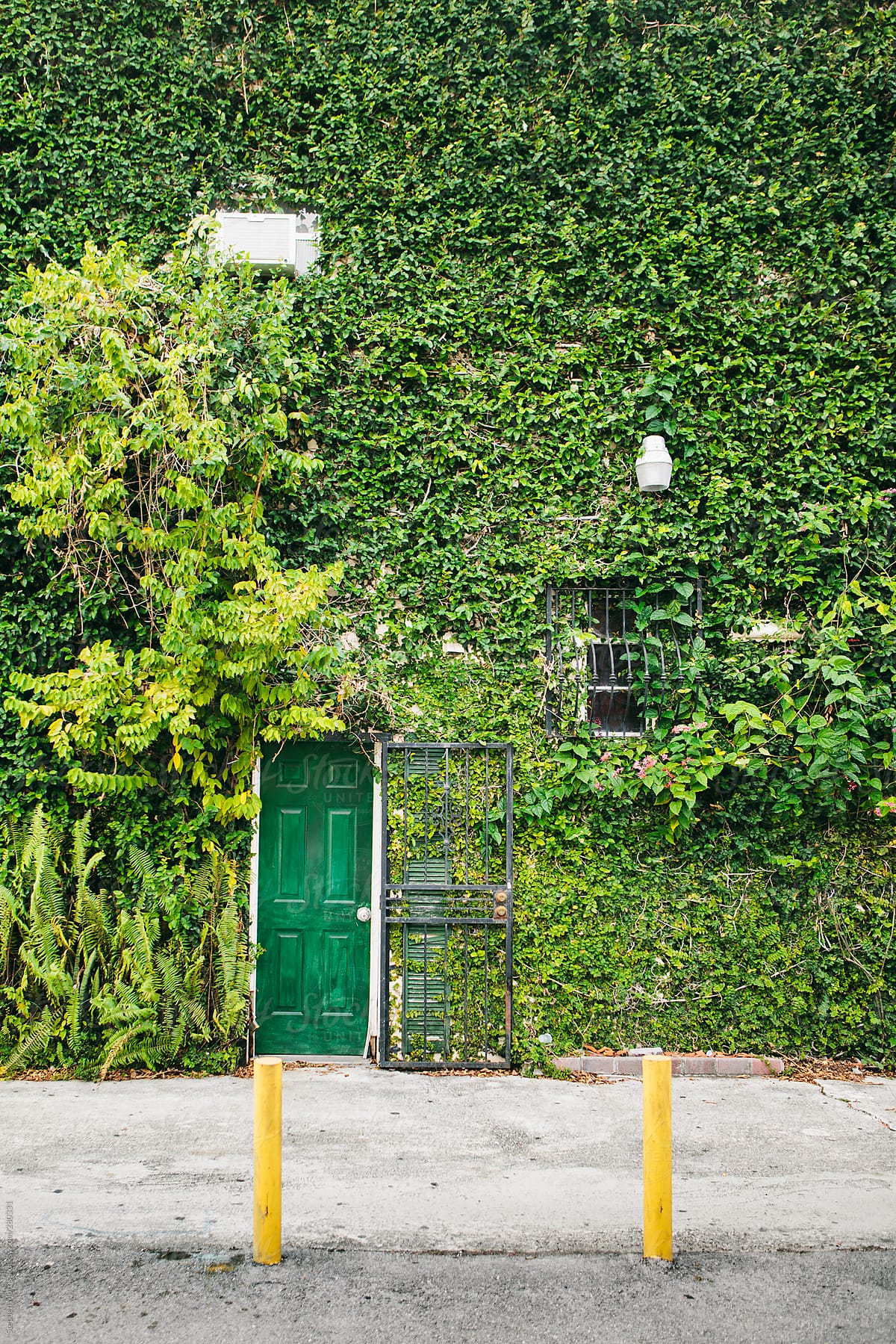 Building Facade Covered in Ivy