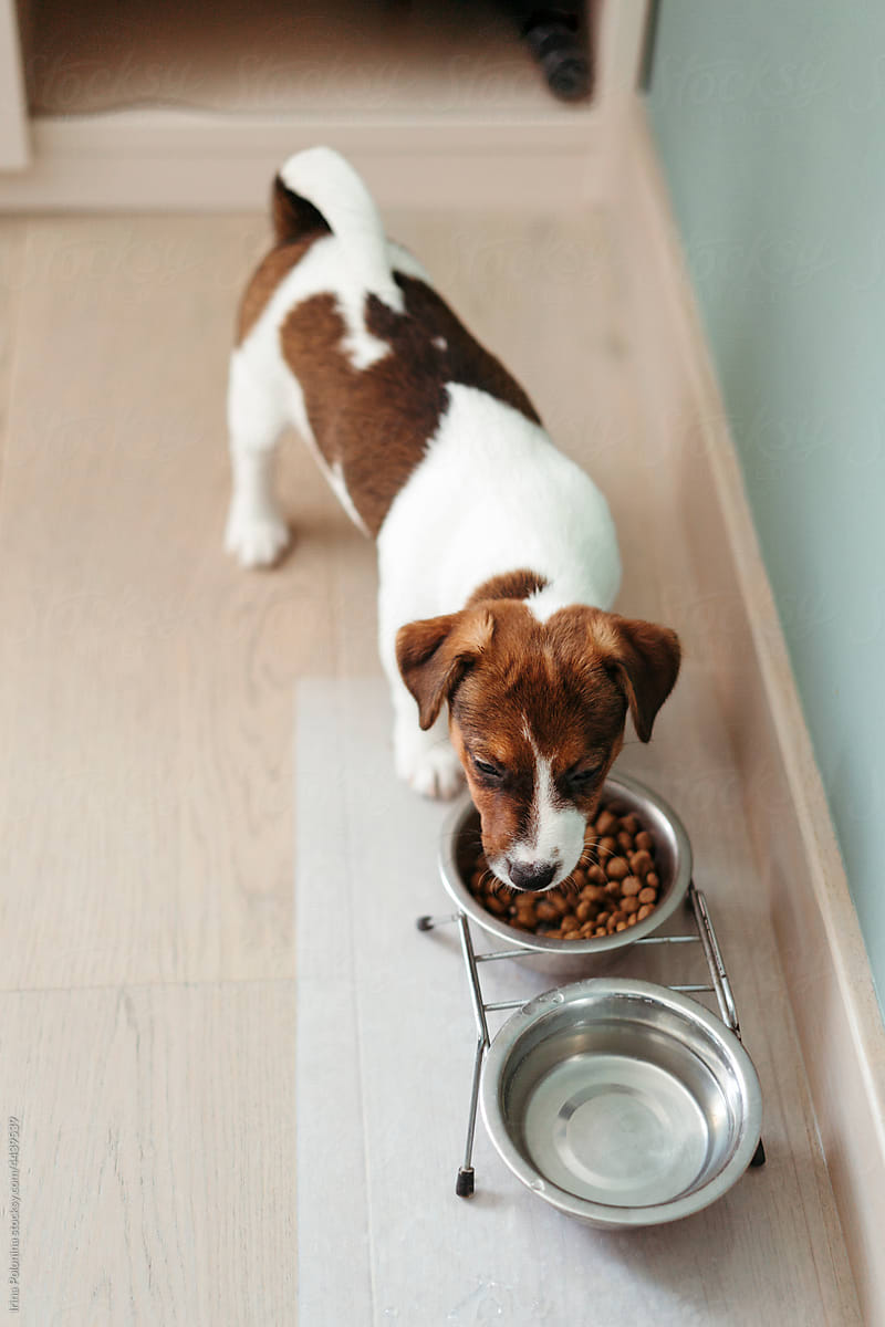 Young puppy eats.
