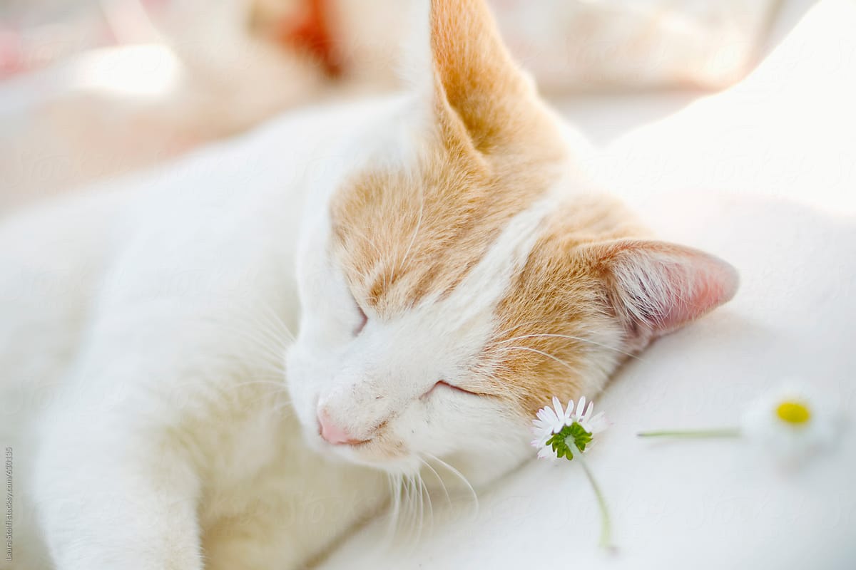 Close-up of cat blissfully sleeping close to daisies on blanket in garden