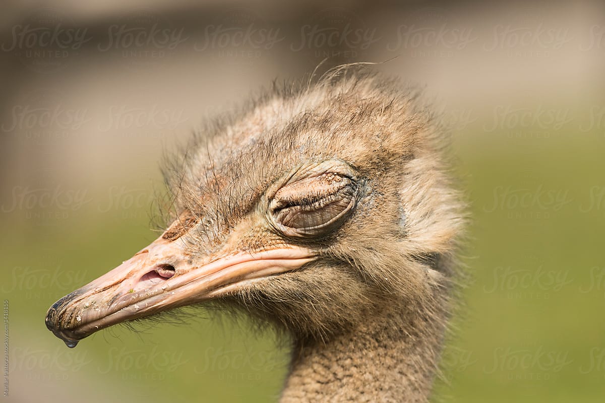 Ostrich with eye closed close up