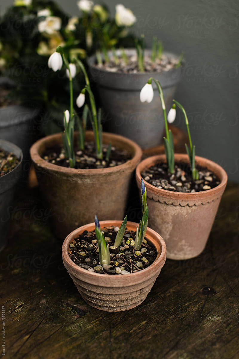 POts with winter snowdrops in bloom