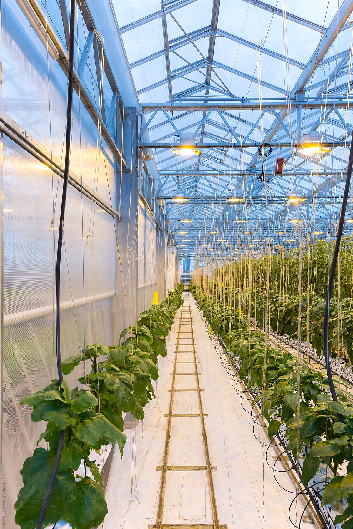 Photo of a modern greenhouse in which vegetable plants are cultivated