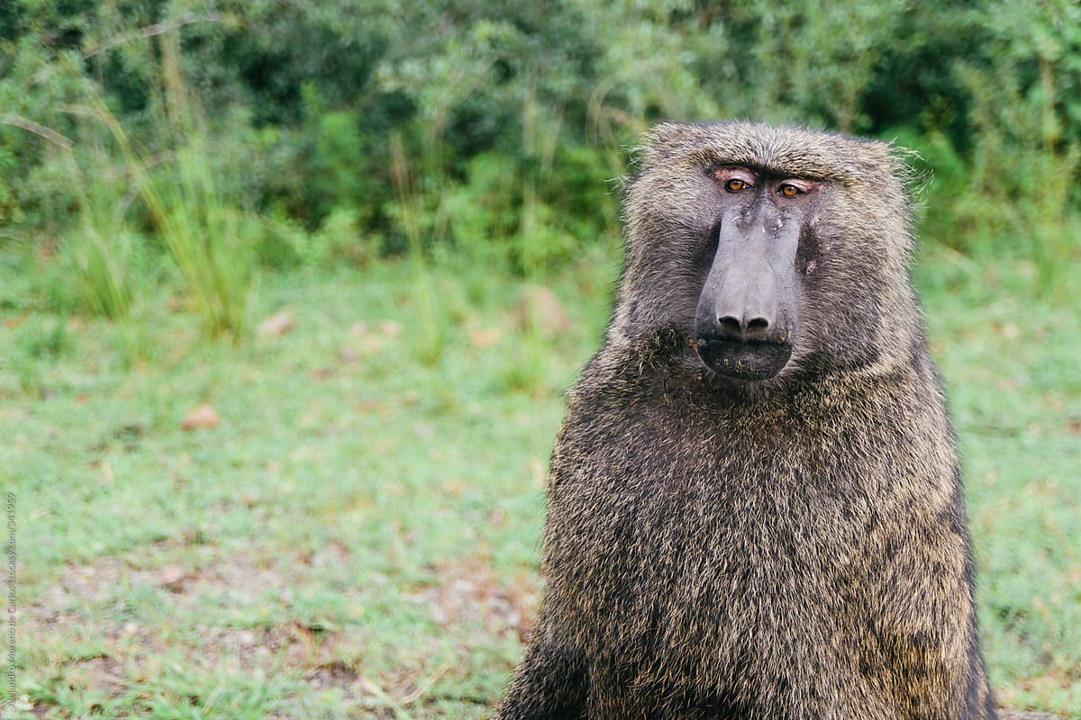 Baboon monkey against green background with copy space