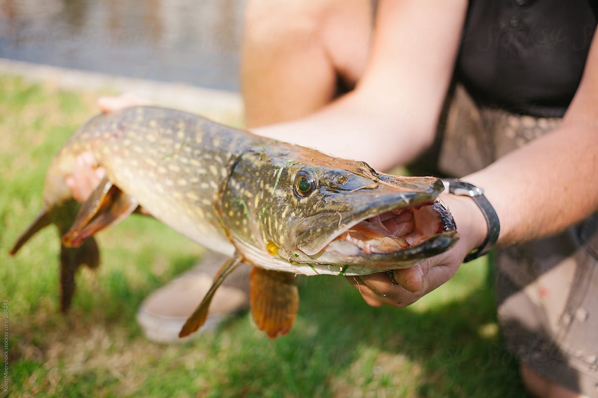 Fisher holding a pike in the gill grip.