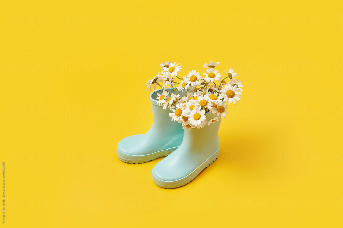 Chamomiles in rubber boots