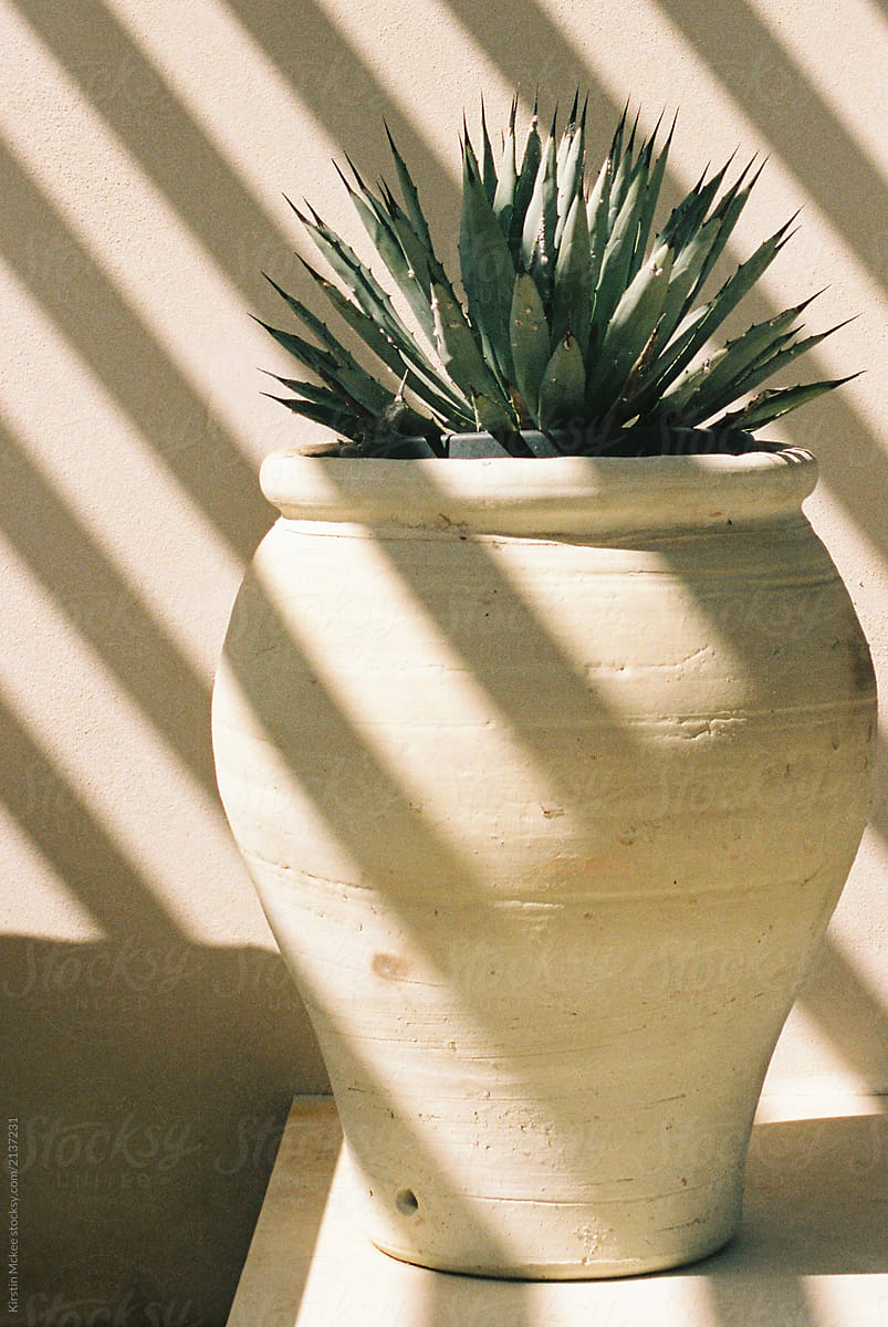 Pot containing cactus, with shadows