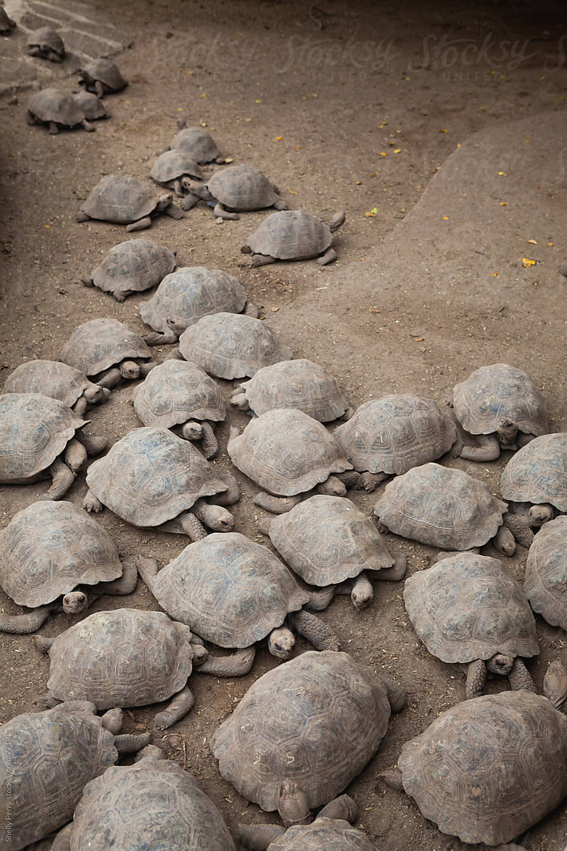 Tortoise Nursery