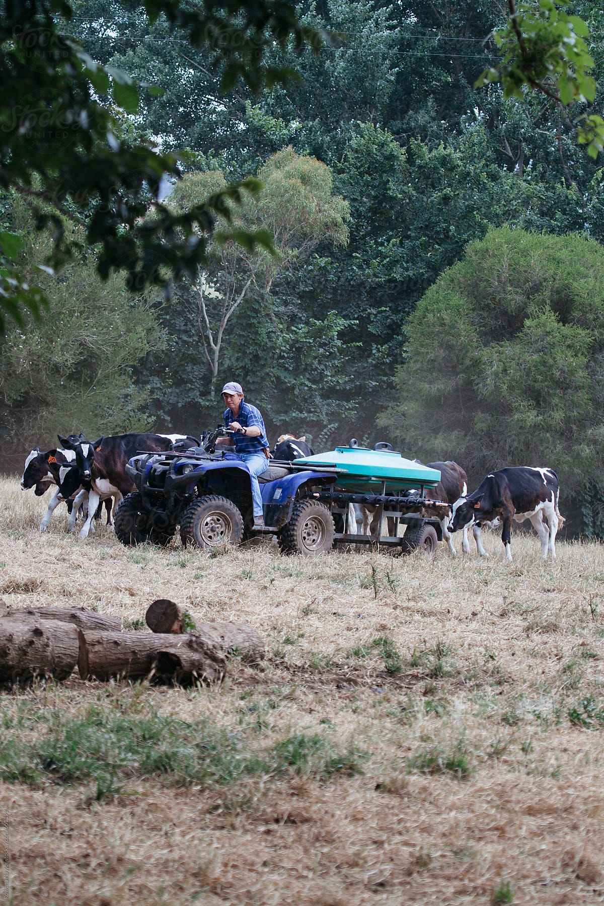 Dairy farmer herding calves into new paddock