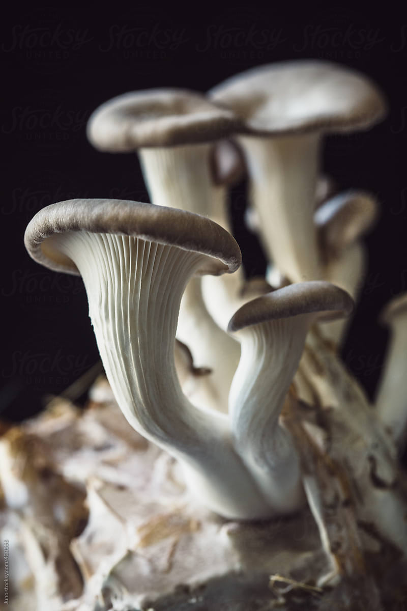 Blue Oyster Mushrooms (Pleurotus ostreatus var. columbinus) growing on straw