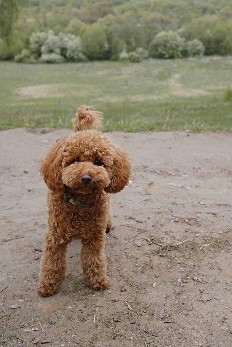 Adorable toy poodle puppy