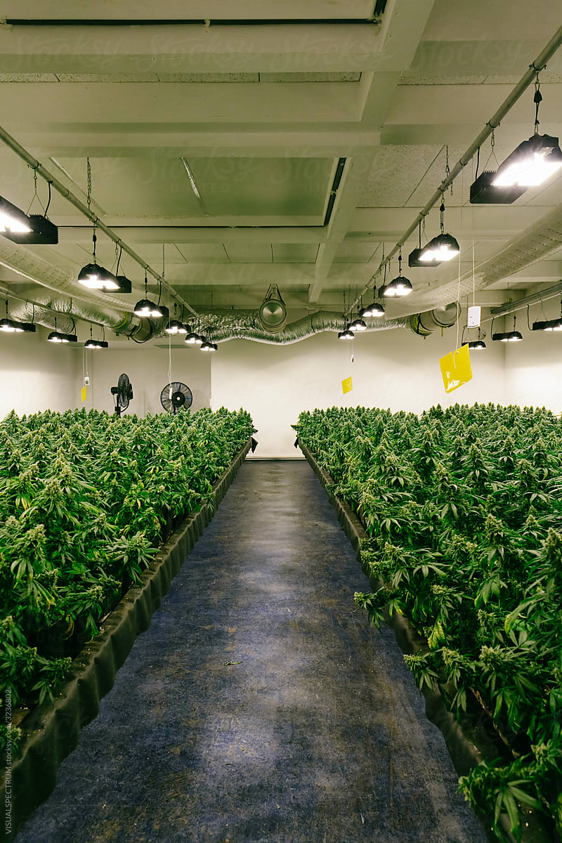 Indoor Cannabis Plantation