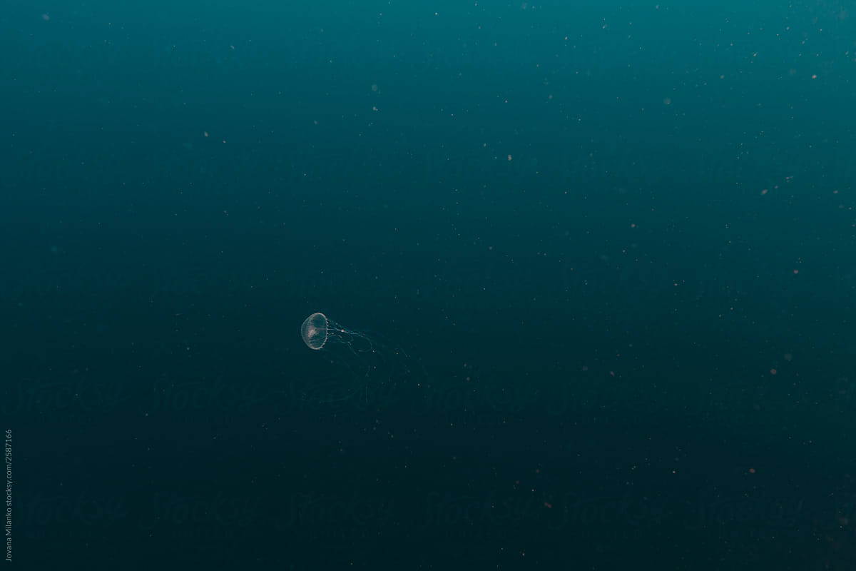 Jellyfish in the dark ocean