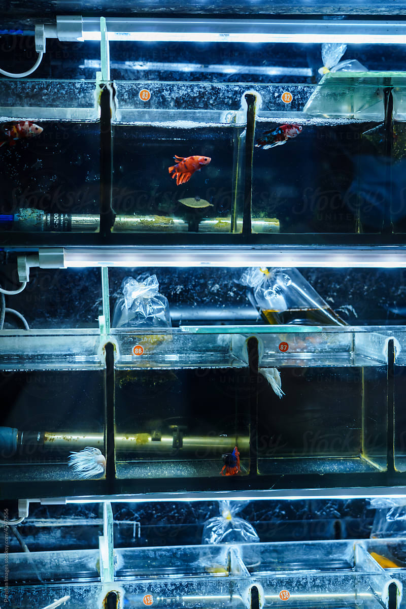 betta fish swimming in a fish tank