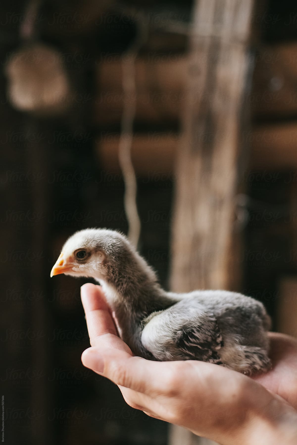 Hands carefully holding a baby chicken