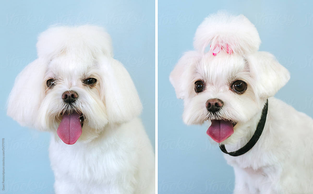 Small cute dog before&after being groomed