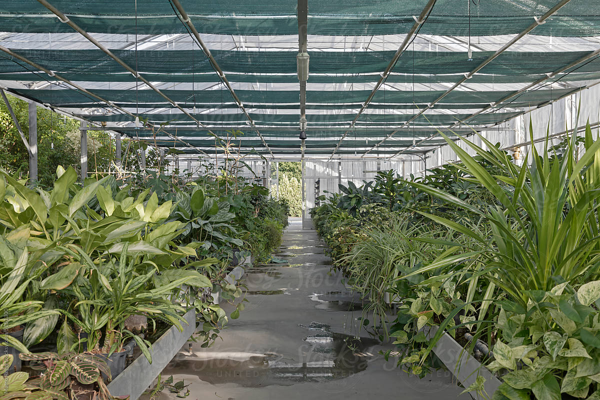 greenhouse with different types of green plants