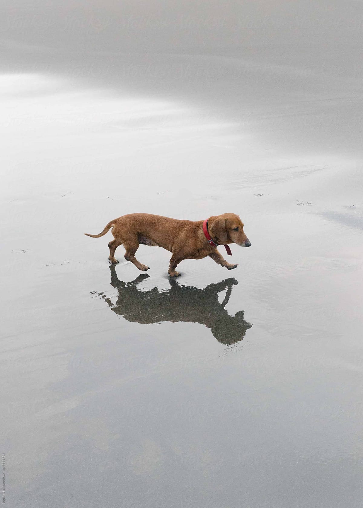 Happy wiener dog walking on the beach