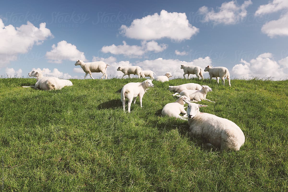 Sheep and lambs on a dutch dike