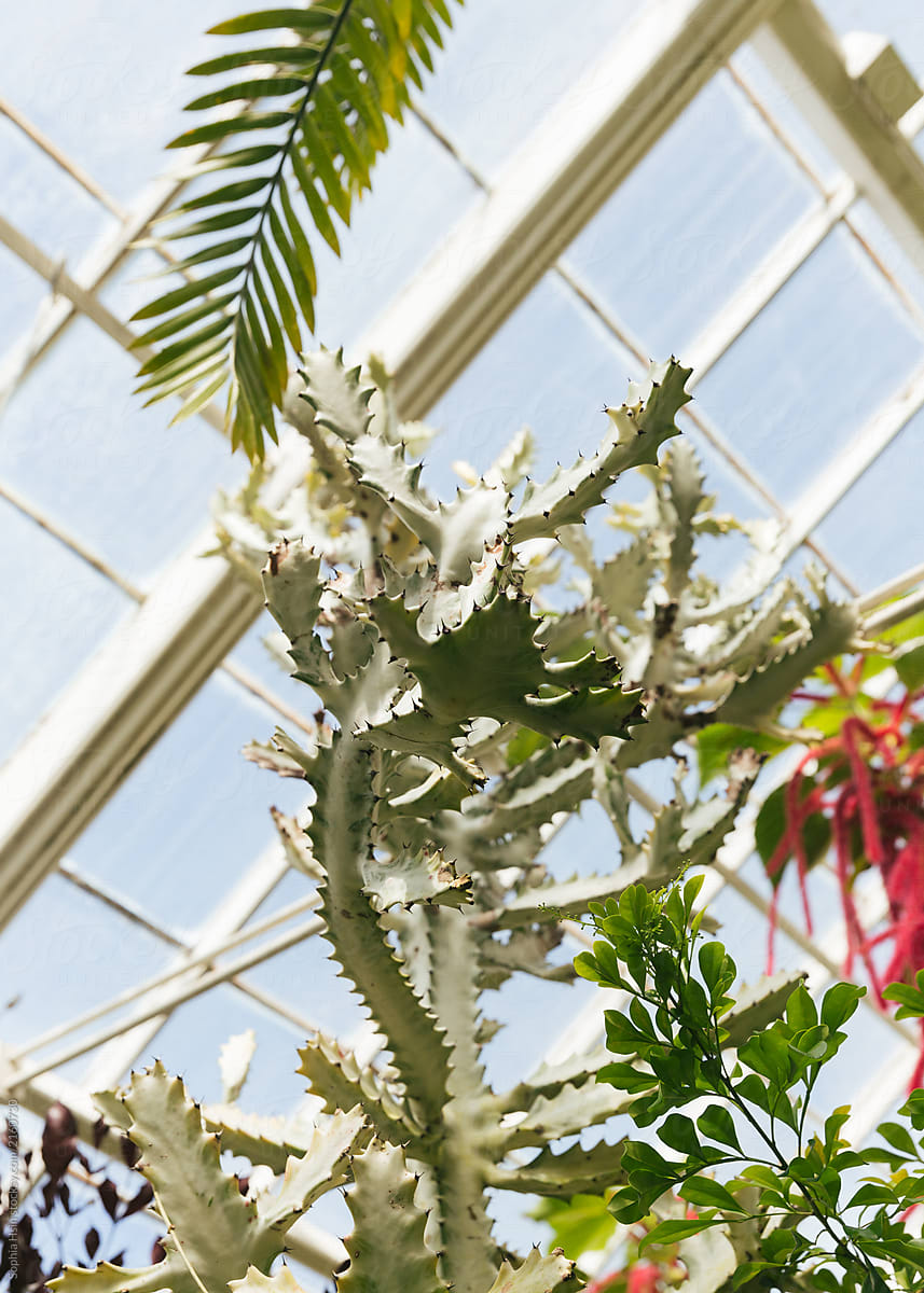 Close up of flora inside greenhouse