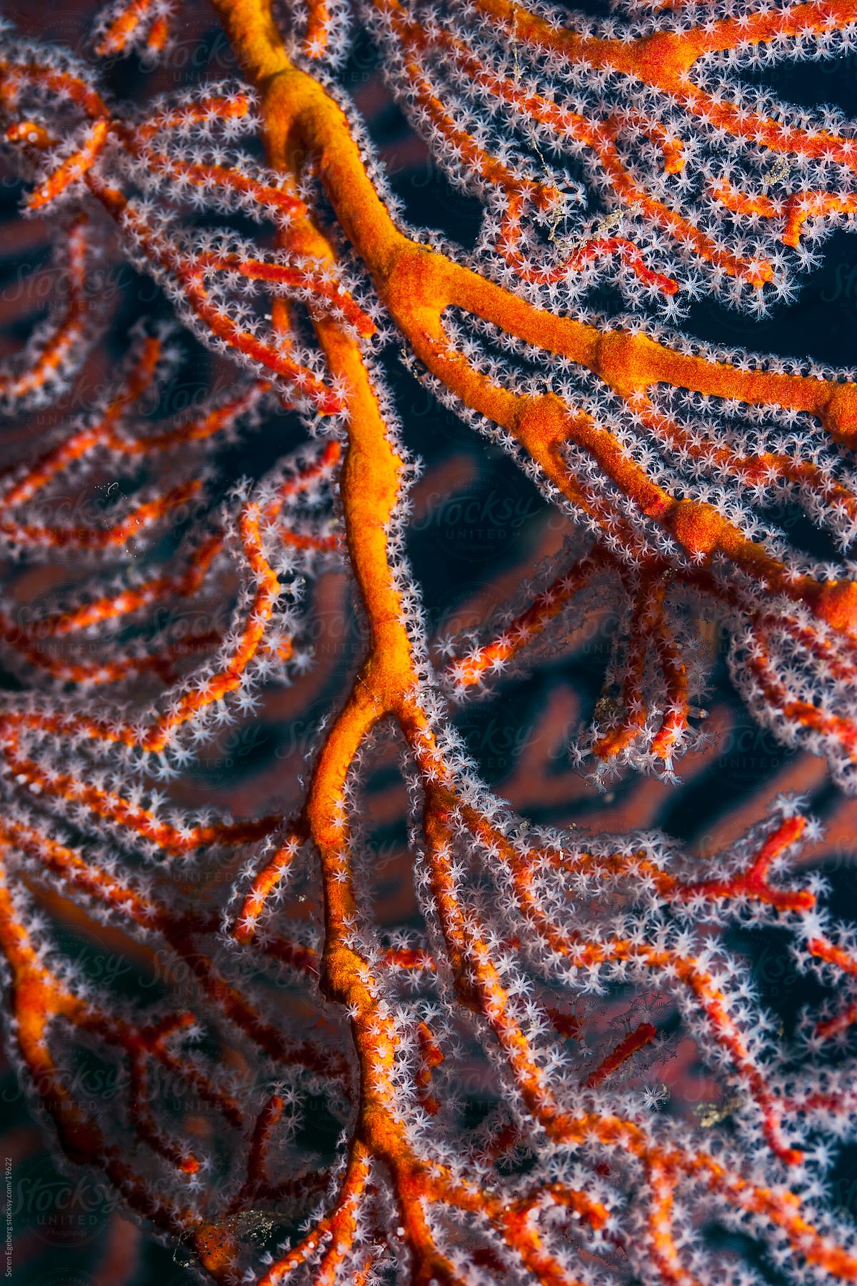 Orange sea fan coral on the reef underwater in Indonesia
