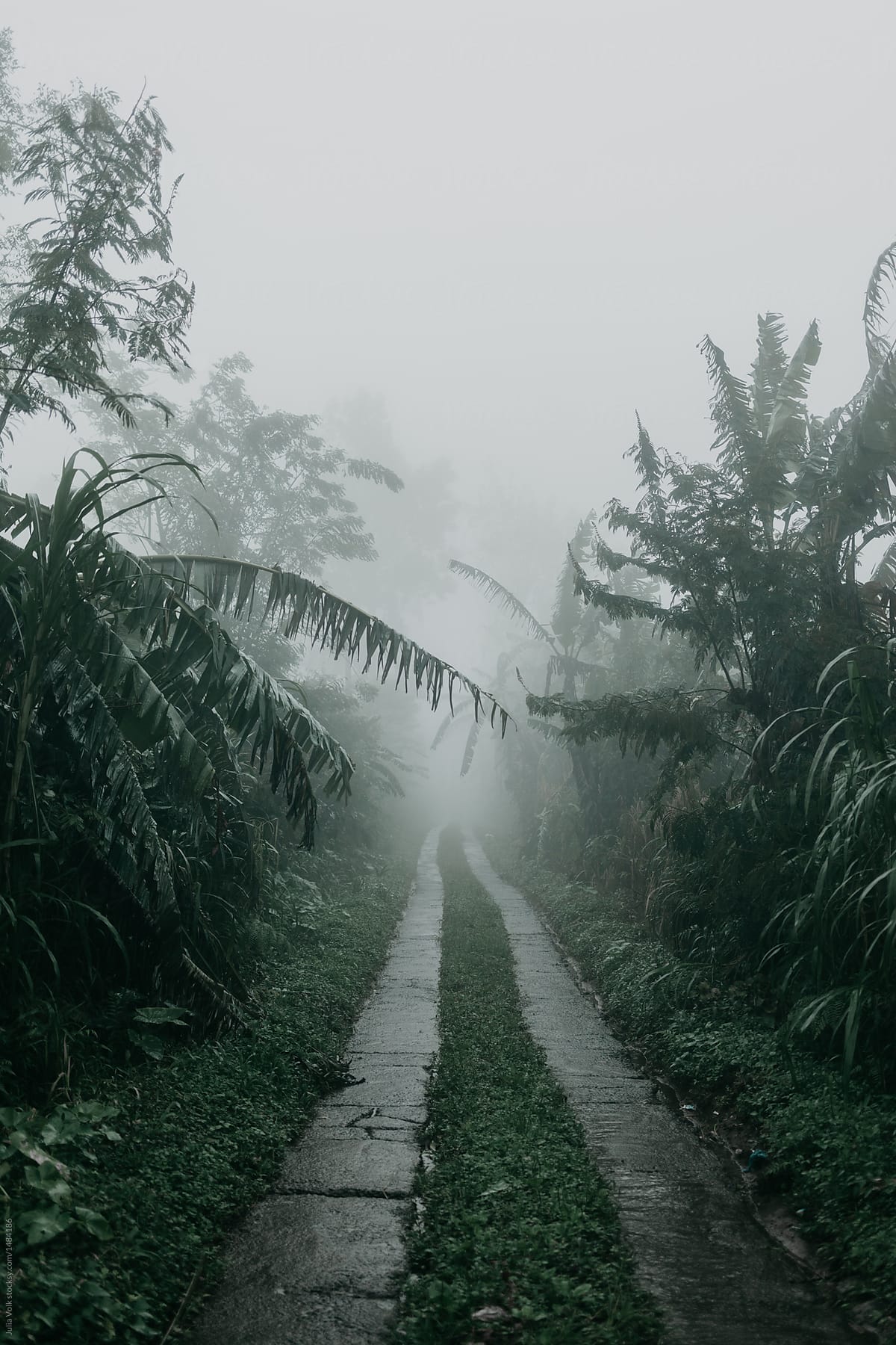 Rain in tropical forest