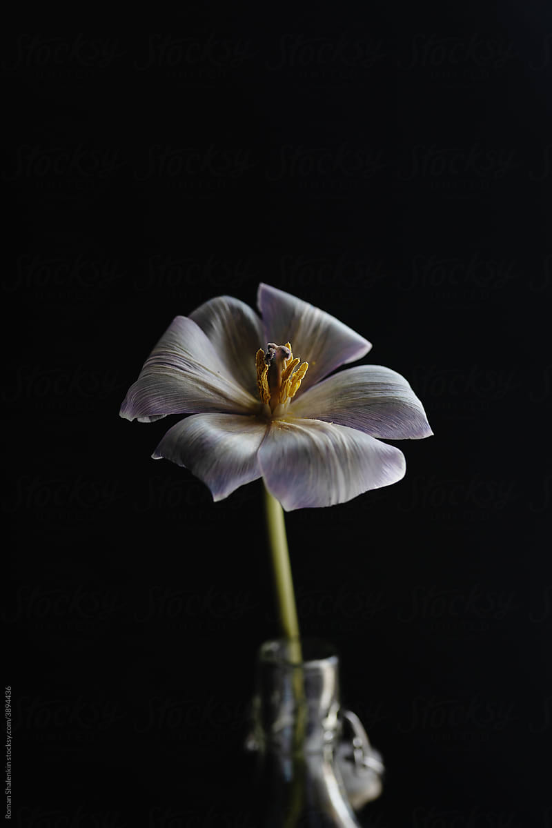 Light Purple Tulip  Flower