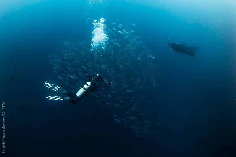 A underwater photographer shooting Manta ray and school of Jack fishes in the blue water of the ocean