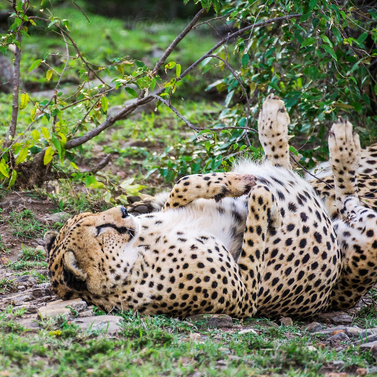 Cheetah resting under a tree