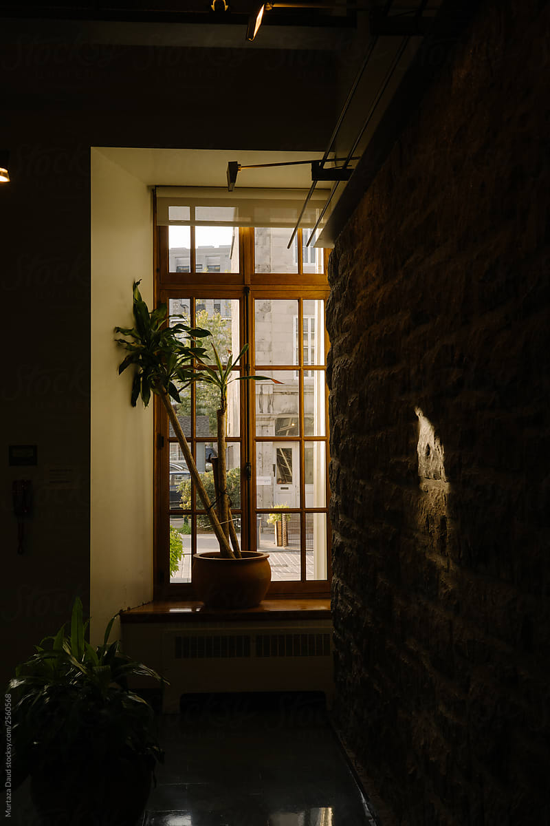 A window, a plant and a patch of light on a brick wall