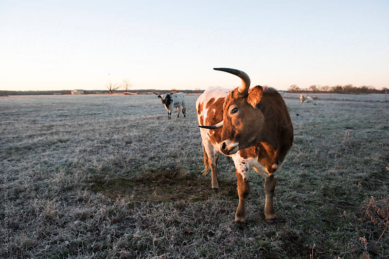Texas Longhorns At Sunrise on Frosted Winter Grass