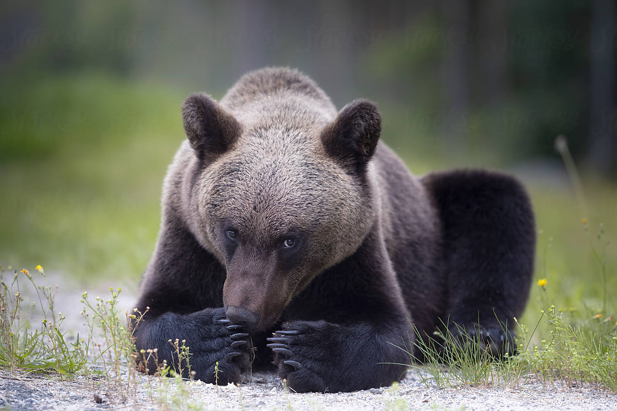 Close-up bear portrait