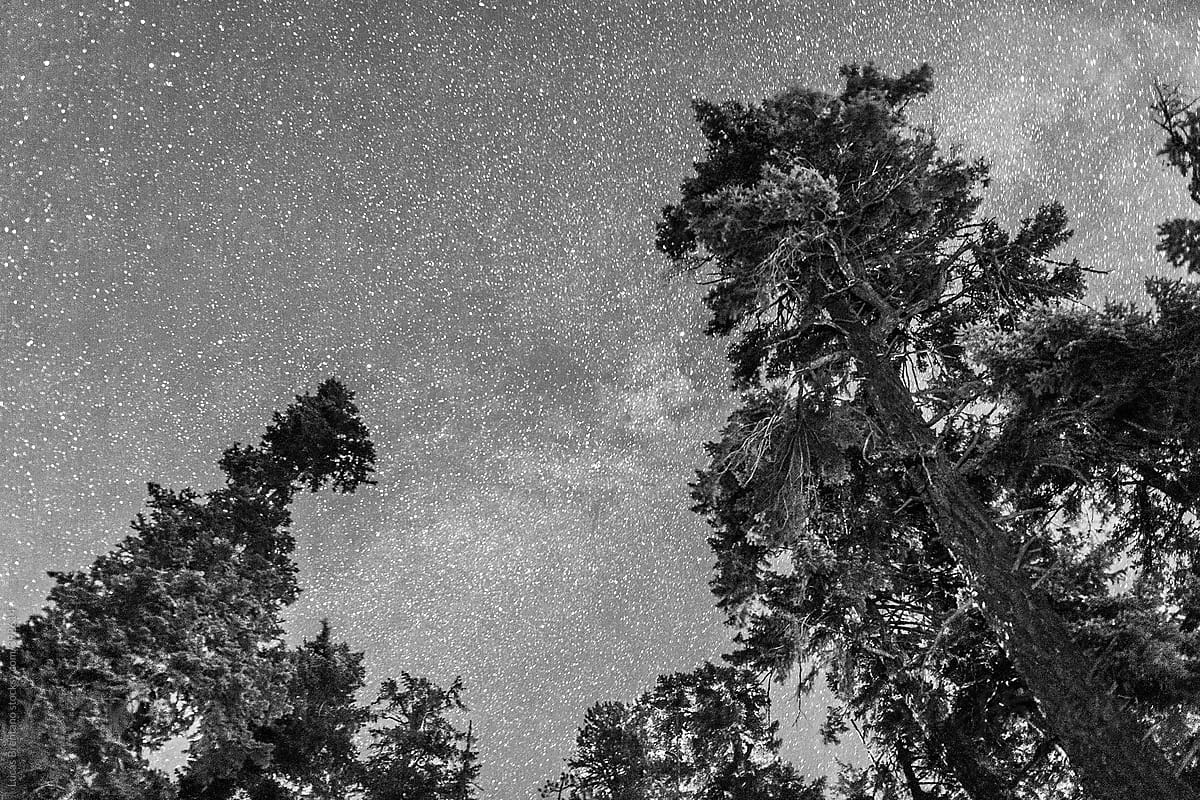 Pine Trees and the night sky