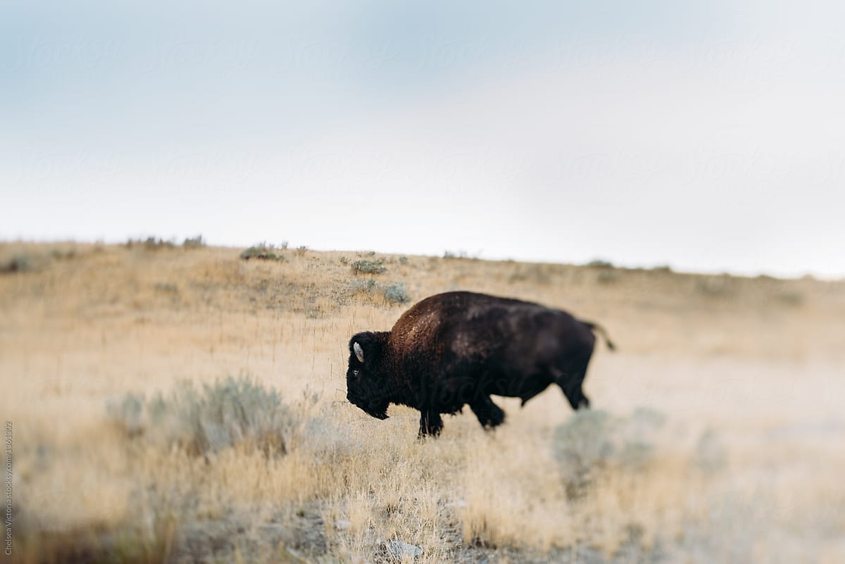 A bison walking by the road