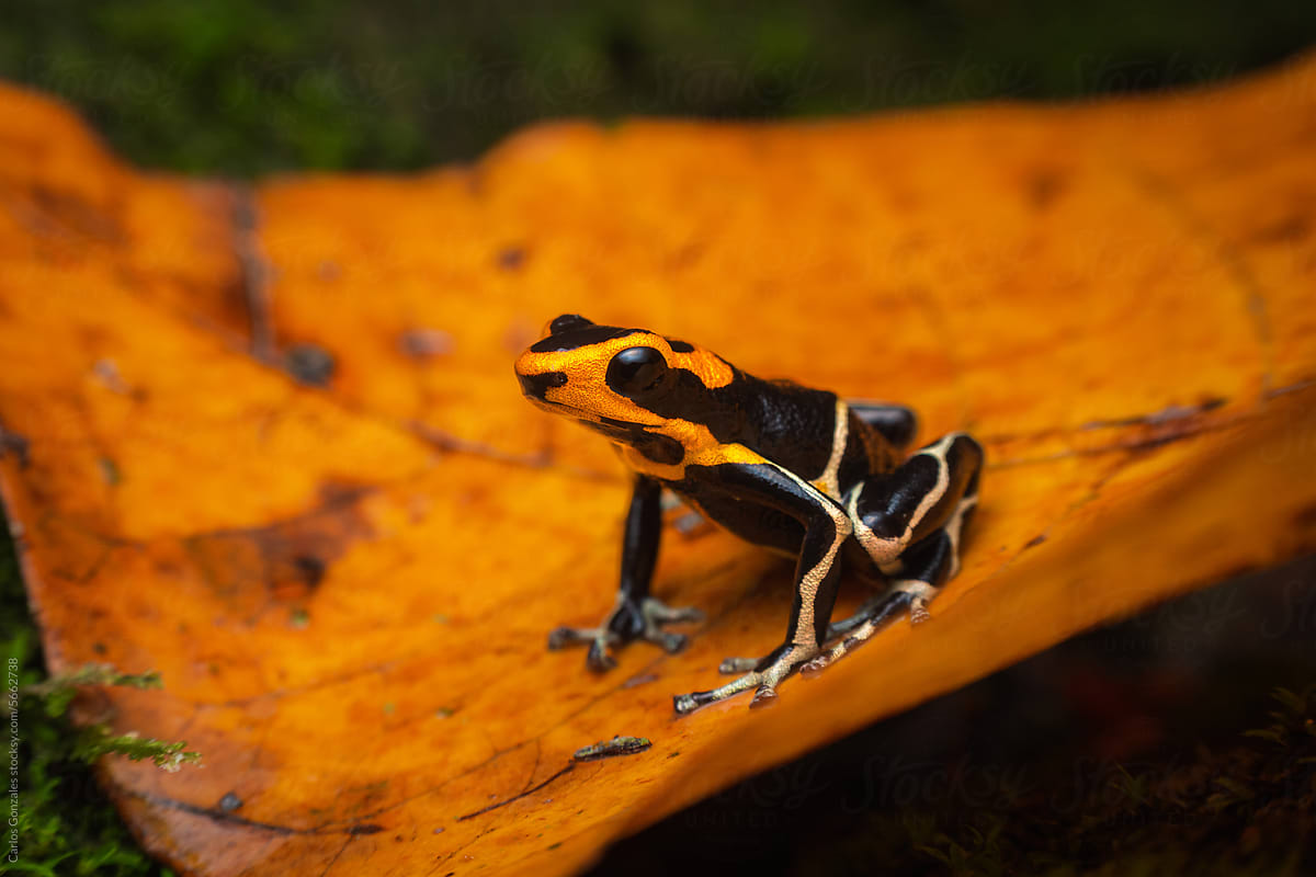 Colorful poison frog