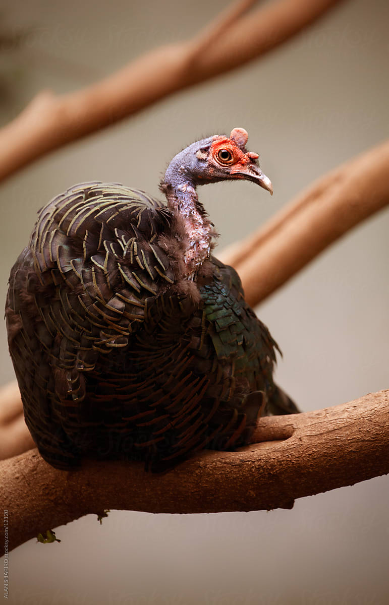 Occelated Turkey Roosting
