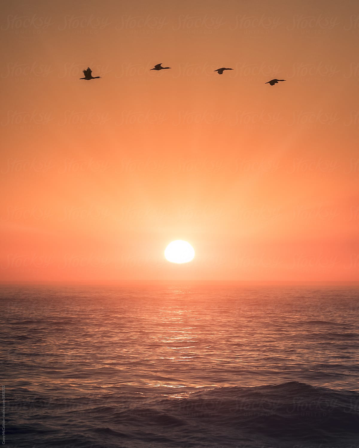 Sunset Birds Flying North by Casey McCallister Sunset