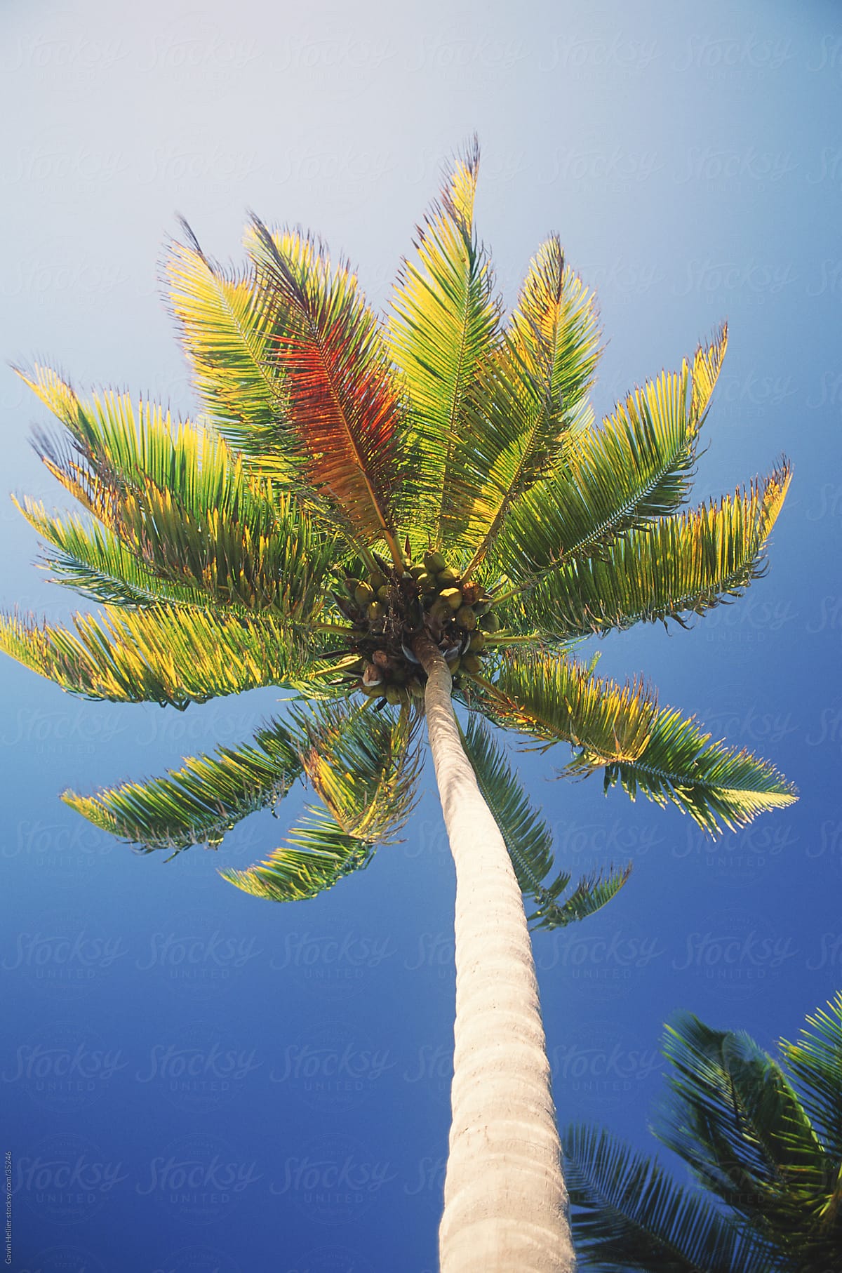Tobaco Caye, Belize, Central America, Coconut palm (Cocos nucifera), low angle view