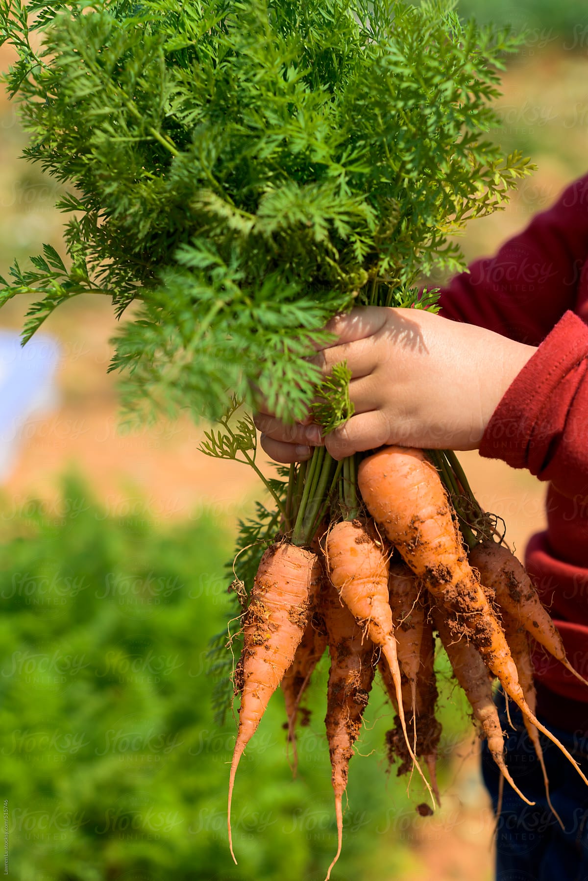 kid holding a freshly harvested carrot with earth still clinging to it outdoors