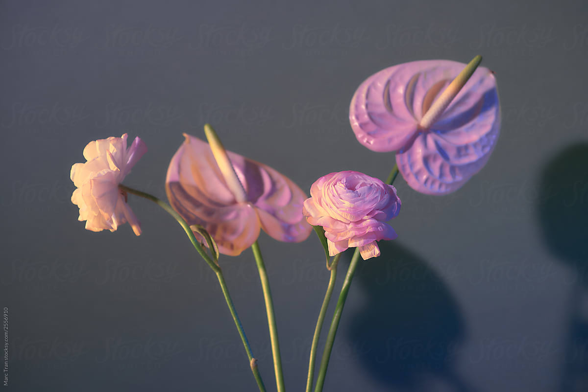 Bouquet of light pink flowers (Ranunculus) isolated on white background.
