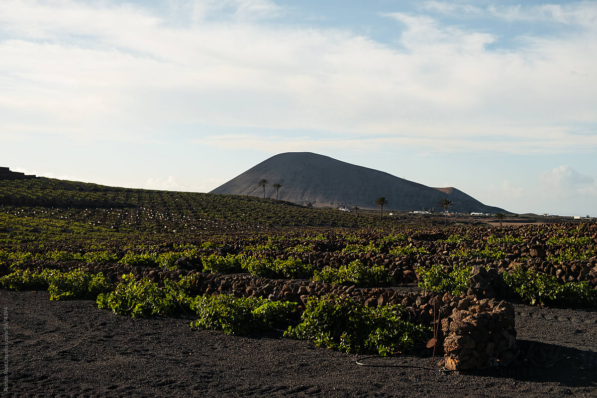 Lanzarote\'s Vineyard Oasis: Volcanic Soil and Palm Trees