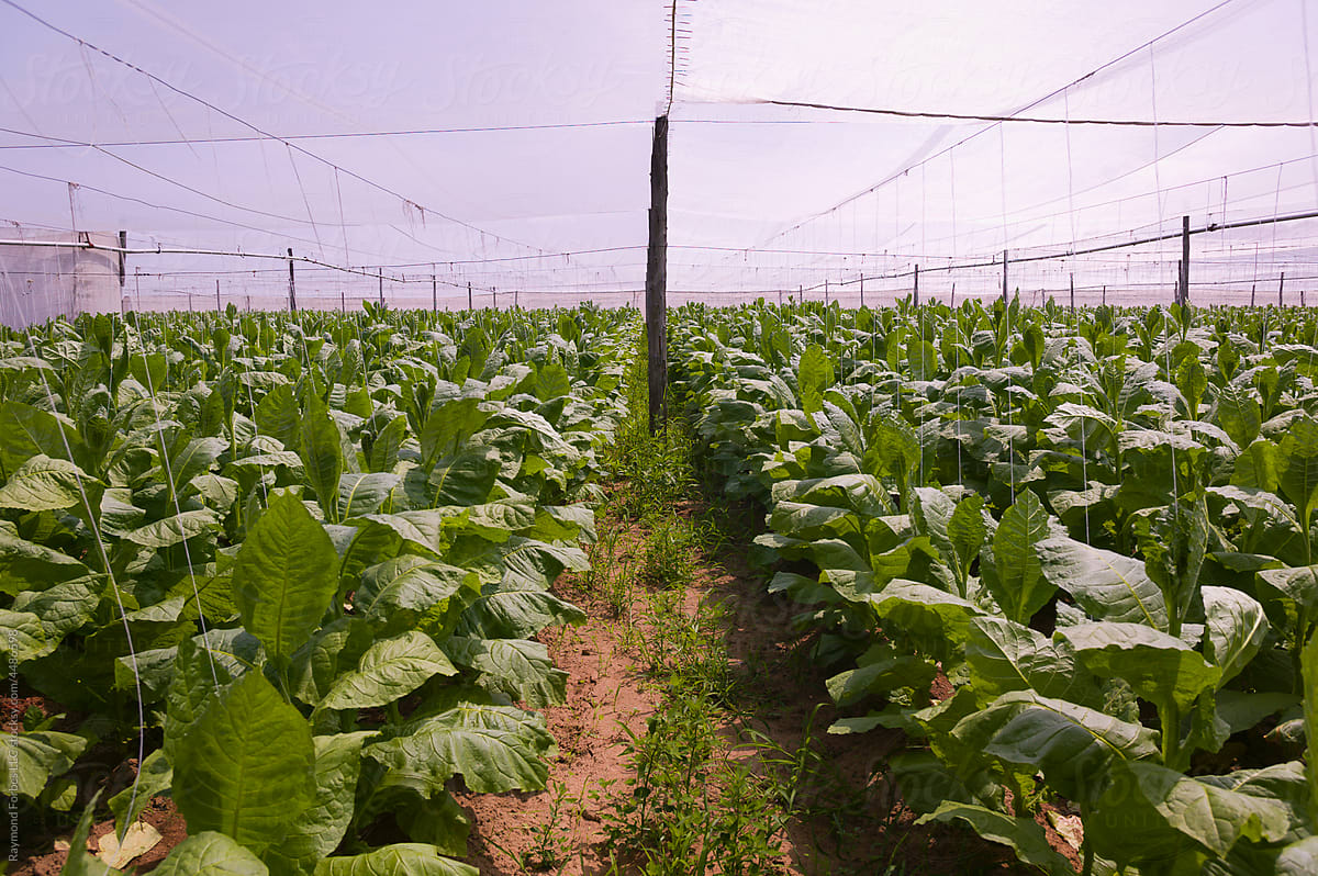 Commercial Connecticut Tobacco Grown for Wrappers on cigars