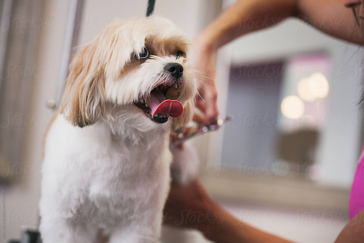 Groomer: Peekapoo With Tongue Out As Hair Is Cut