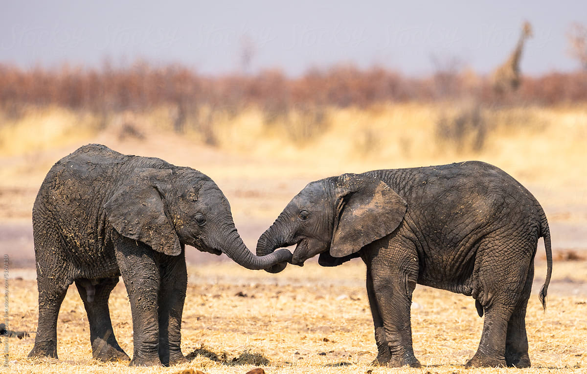 Couple of elephants playing in Etosha National Park, Namibia, Africa