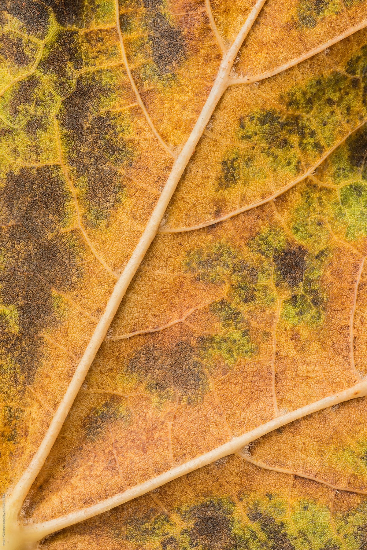 Maple leaf in Autumn, closeup